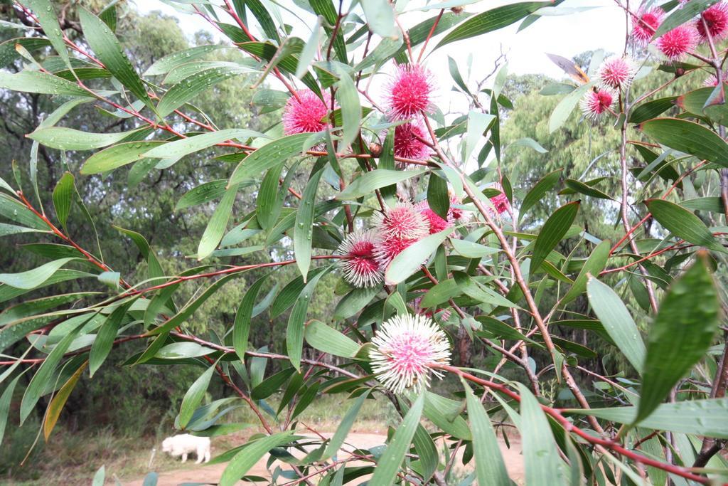 Margaret River Bed & Breakfast Екстер'єр фото